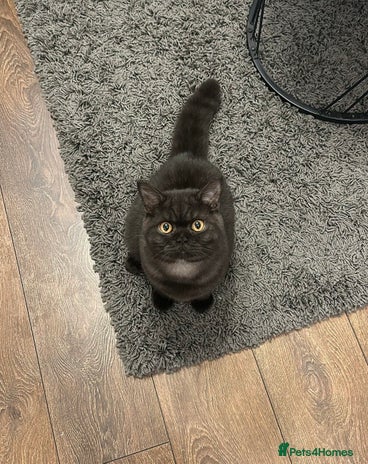 British Shorthair cats - Advert 10