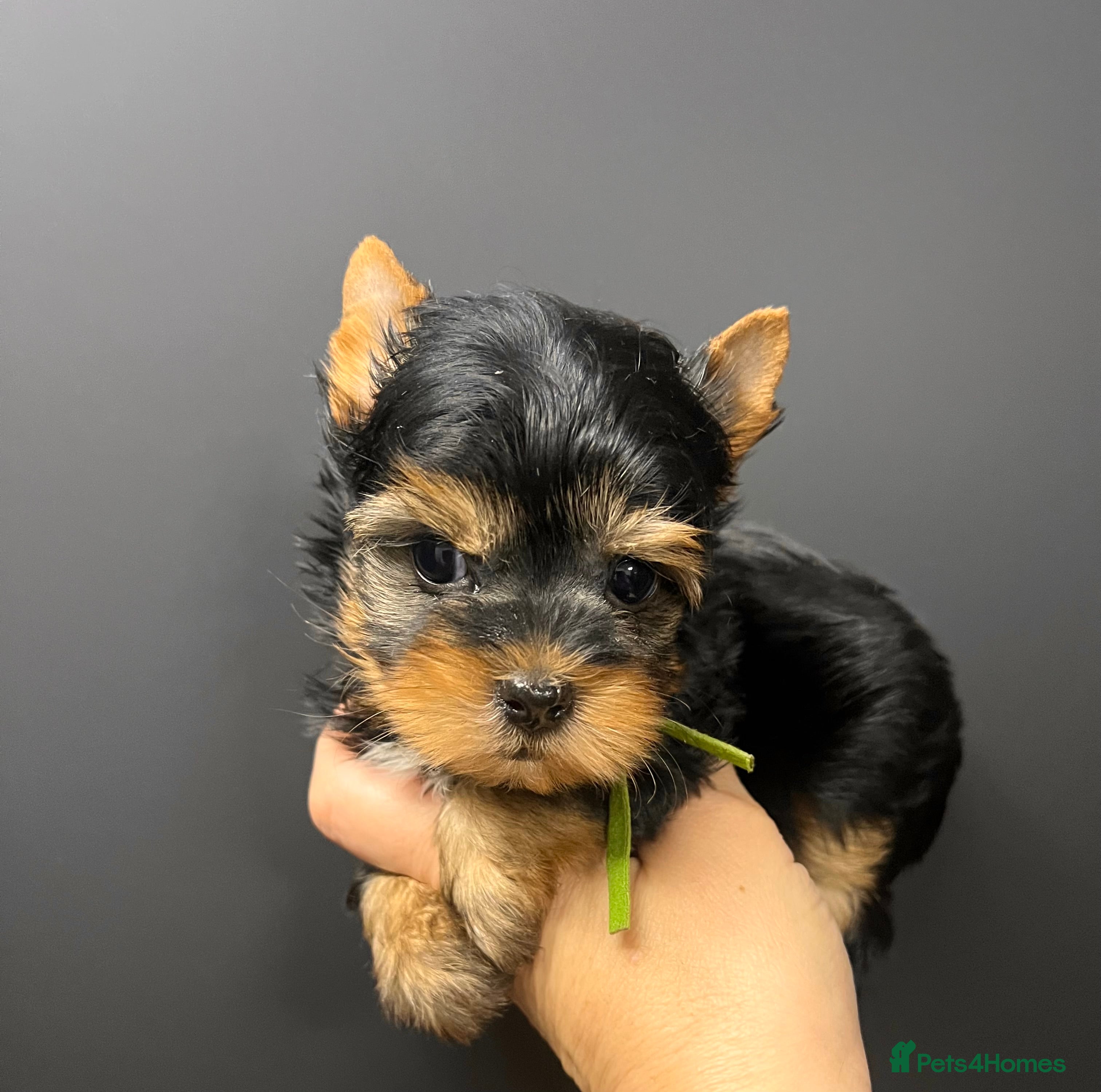 Yorkshire Terrier dogs ❣️Miniature Yorkshire Terriers Only 1 boy avitable - Advert 6