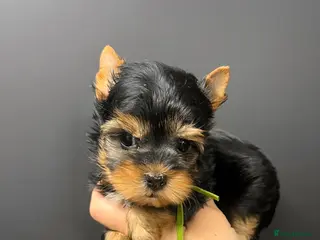 Yorkshire Terrier dogs ❣️Miniature Yorkshire Terriers Only 1 boy avitable - Advert 6