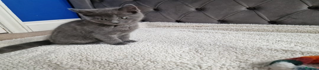 Ragdoll Kitten 2