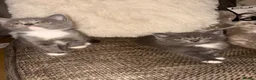 British Shorthair cats for sale: Kittens for sale  - Advert 9