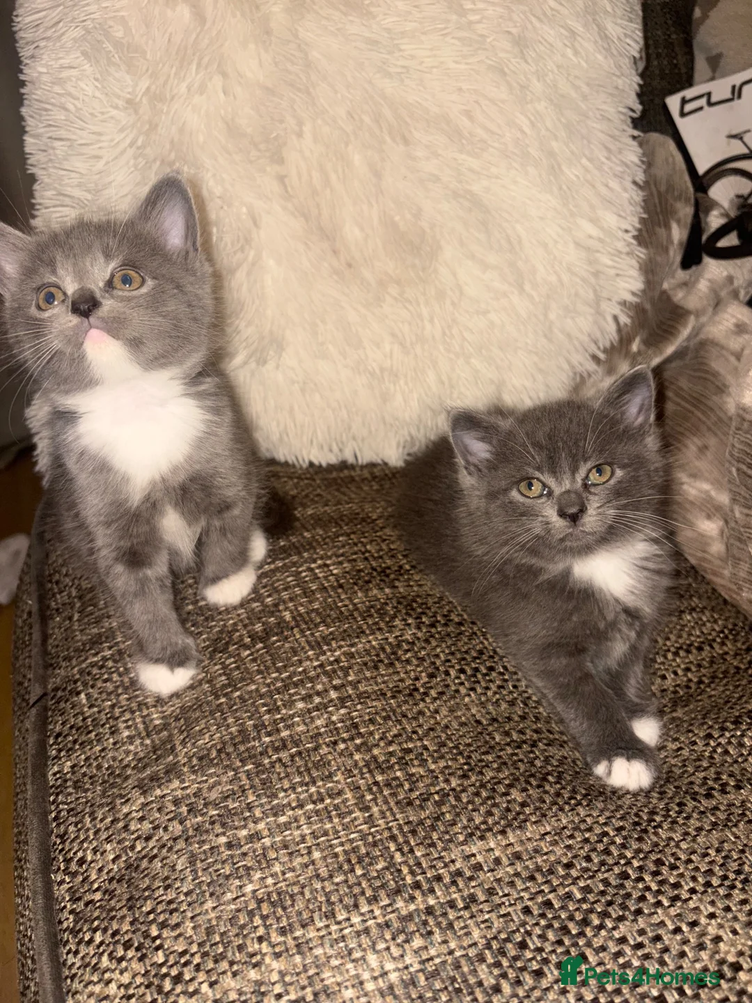 British Shorthair cats for sale: Kittens for sale  - Advert 9
