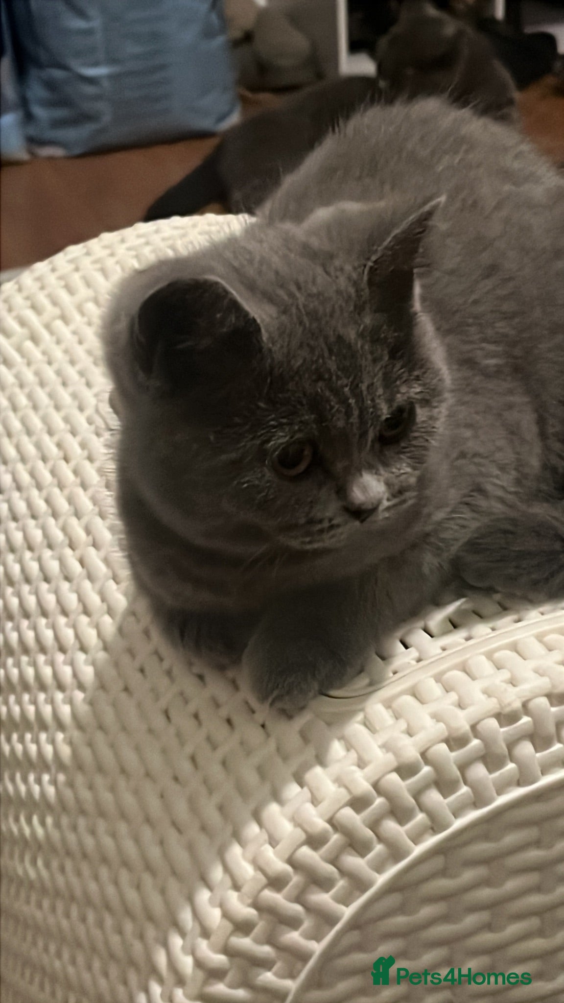 British Shorthair cats GCCF Blue British short hair kittens for sale  - Advert 3