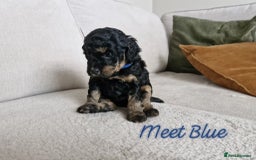 Mixed Breed dogs for sale: 4 BOYS BEAUTIFUL TOY POODLE MIX *health tested* - Image 4