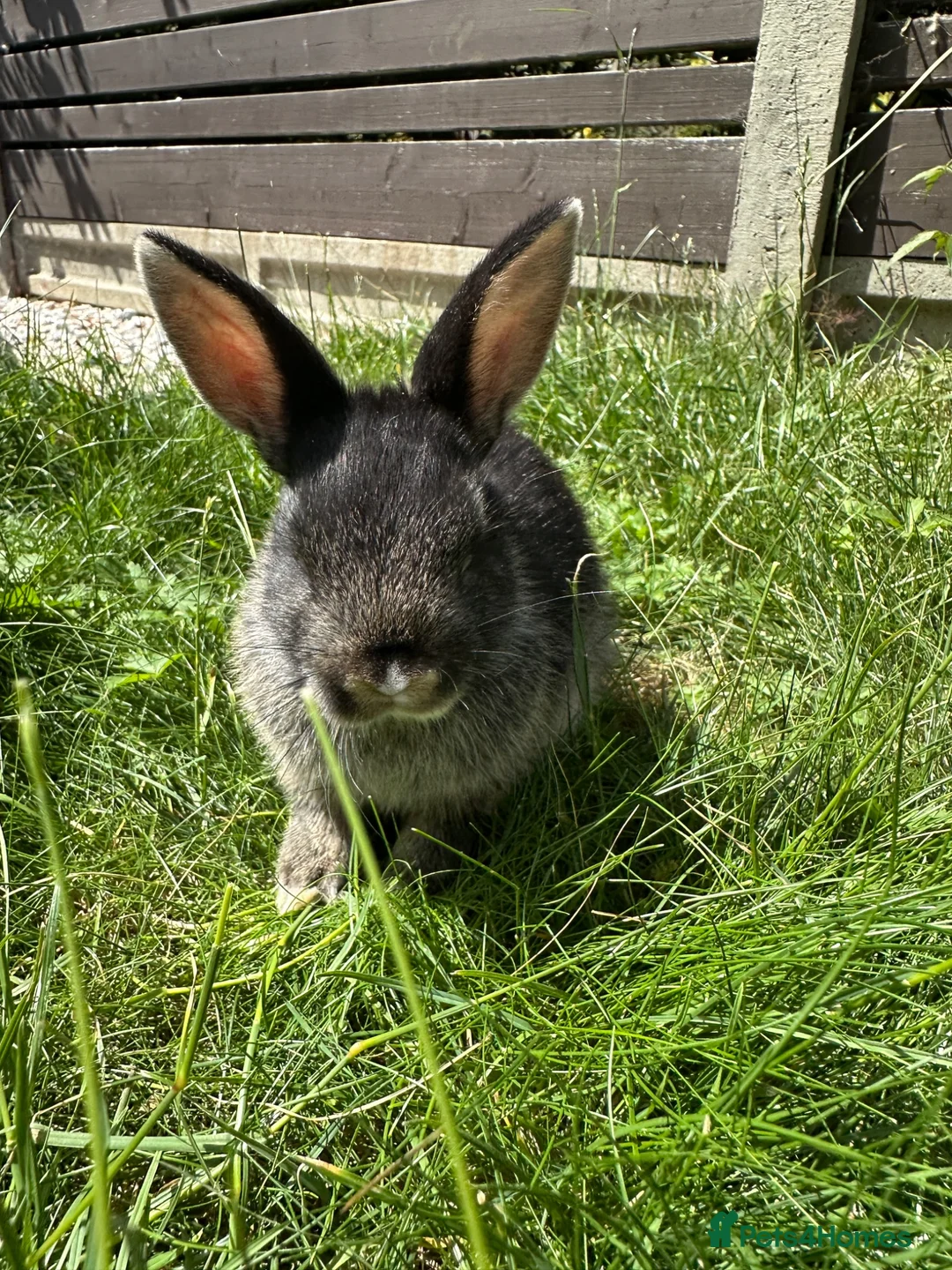 Dwarf Lop rabbits for sale: Beautiful Dwarf lop litter (Ready in one week)  in Bedford - Advert 2