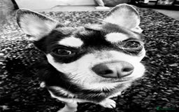 Chihuahua dogs for stud: Reggie the chocolate chi for stud in Ipswich - Image 21
