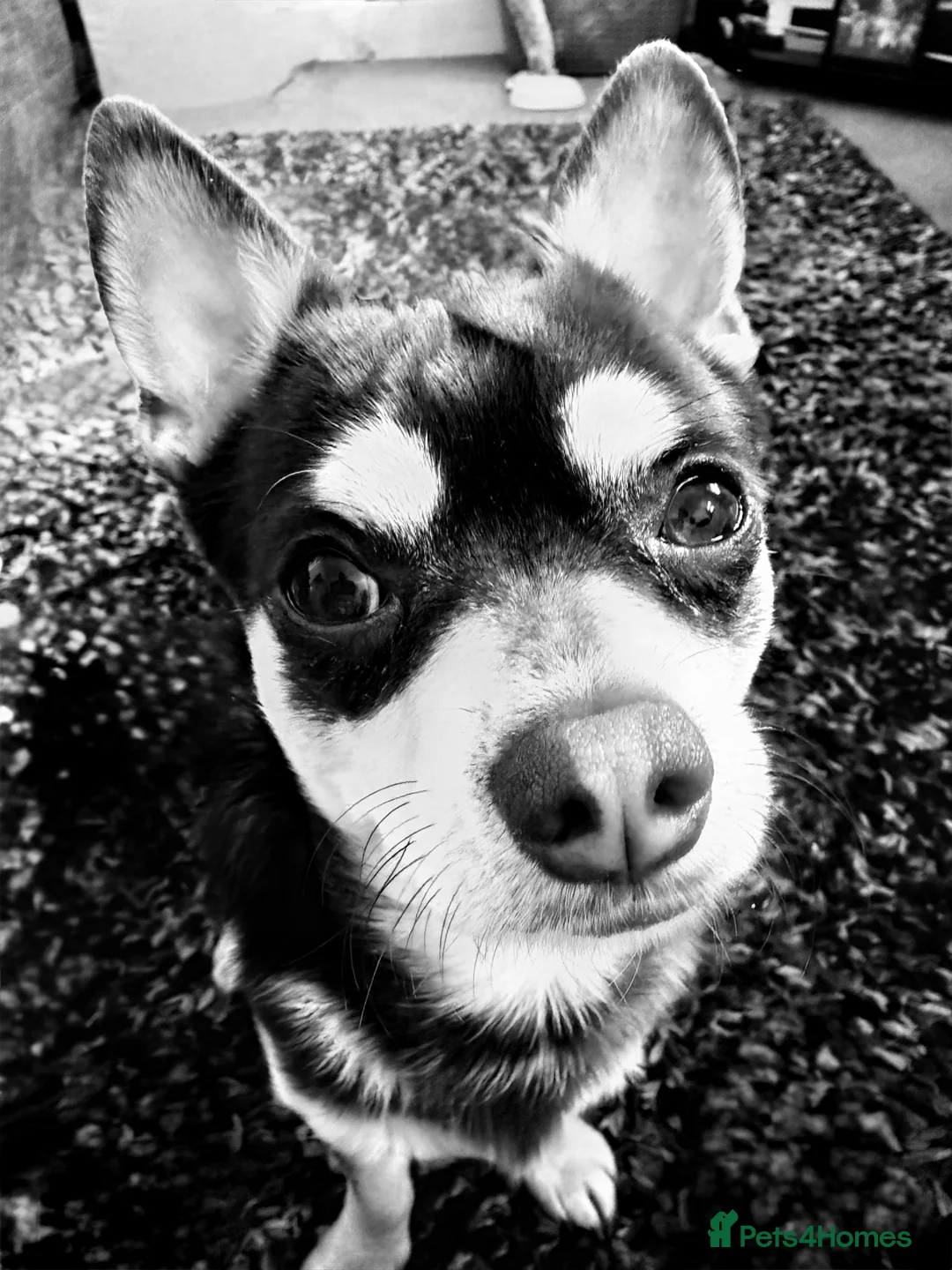 Chihuahua dogs for stud: Reggie the chocolate chi for stud in Ipswich - Advert 21