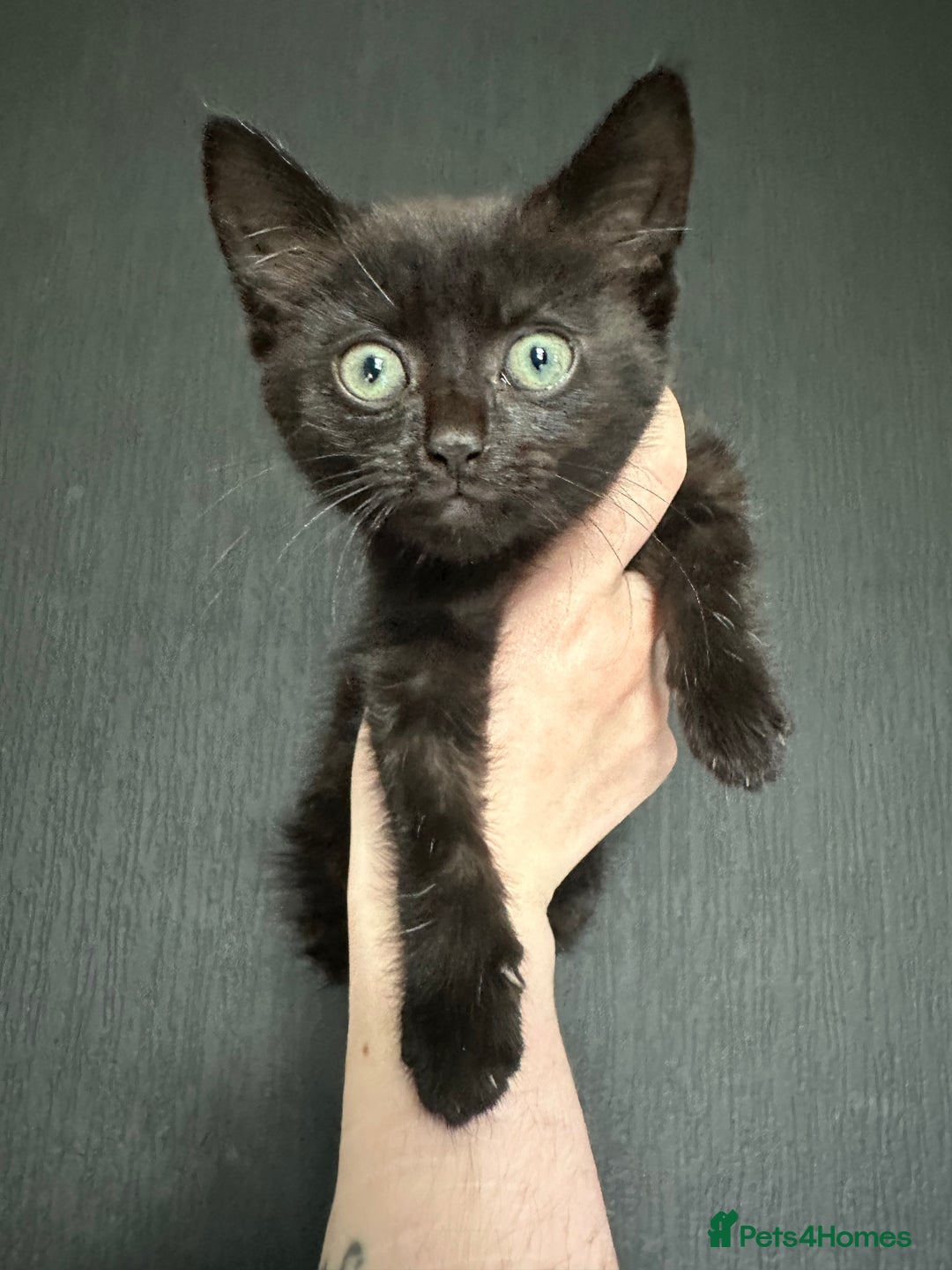 Mixed Breed cats for sale: Mixed black cat needs home - Advert 2