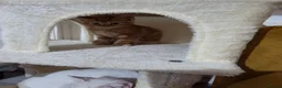 Domestic Shorthair cats for sale: Playful ginger boy,  - Advert 18