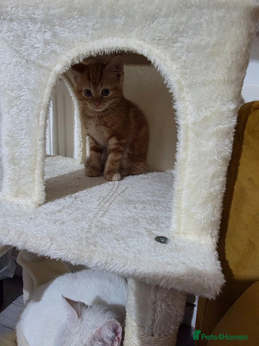 Domestic Shorthair cats for sale: Playful ginger boy,  - Advert 18