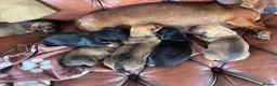 Dachshund dogs for sale: KC Registered Standard Dachshunds  - Advert 4