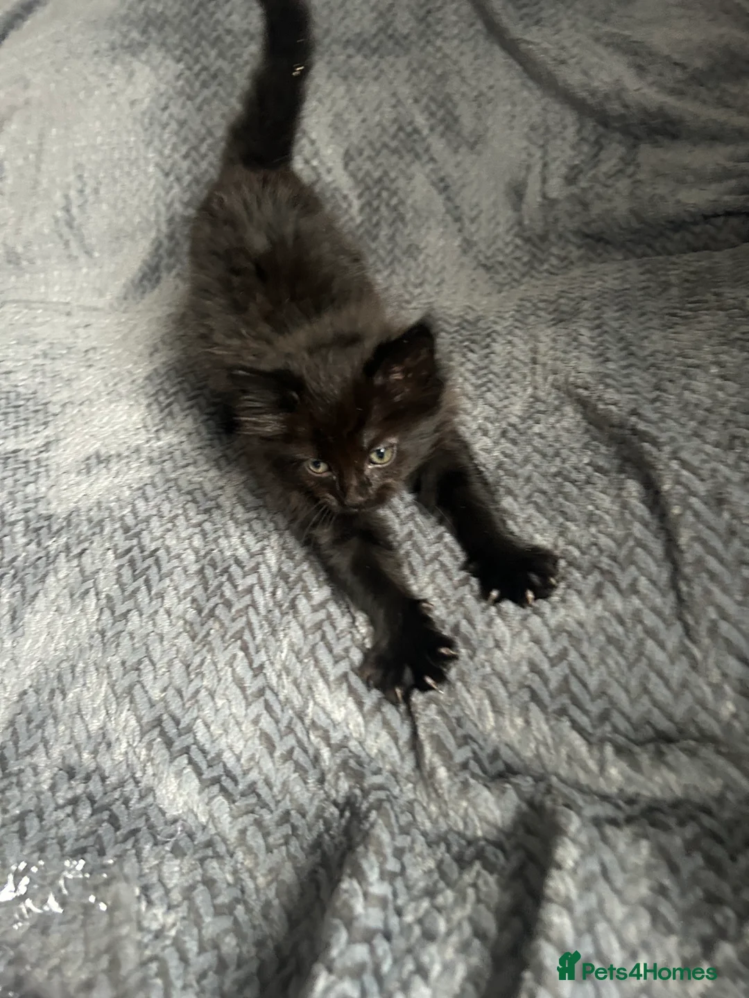 Mixed Breed cats for sale: RAGDOLL X BSH kittens  - Advert 8