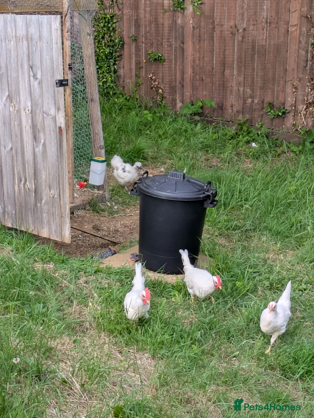 Chickens poultry for sale: 2 white leghorn cockrels  in Pontypool - Advert 2