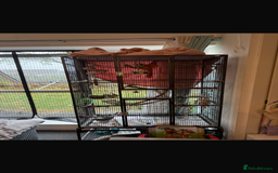 Parrots birds for sale: Male Quaker parrot  - Image 3