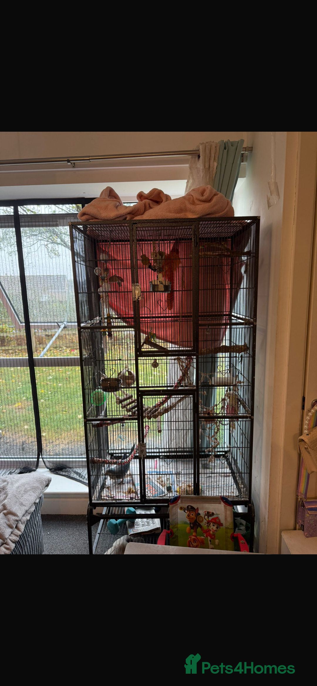 Parrots birds for sale: Male Quaker parrot  - Image 3