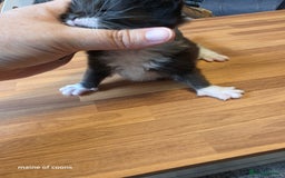 Maine Coon cats for sale: Maine coon kittens - Image 8