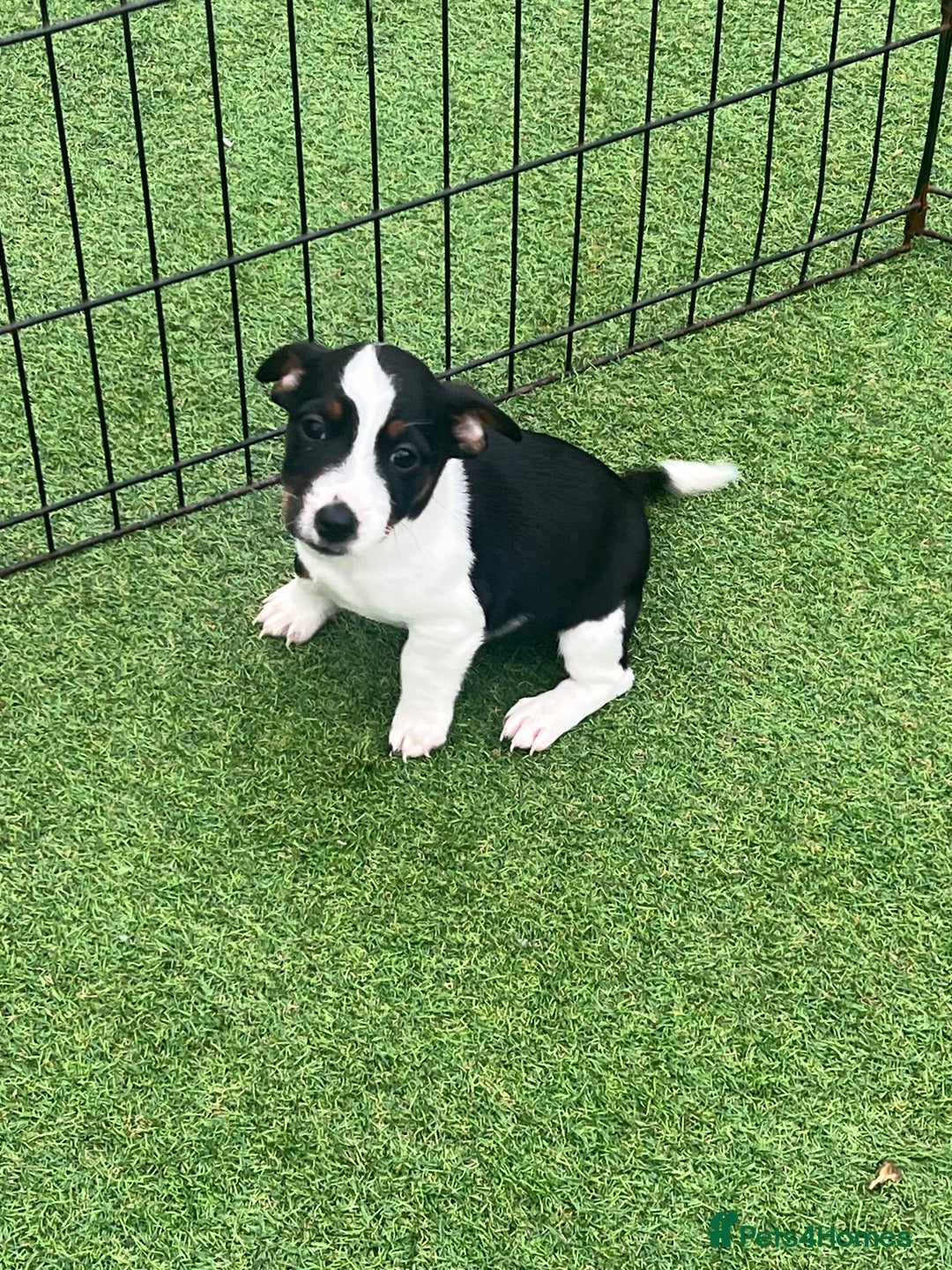 Jack Russell dogs for sale: Beautiful Jack Russell puppies  - Image 7
