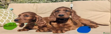 Irish Setter Puppy 2