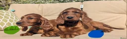 Irish Setter dogs for sale: KC registered Irish Setter Puppies  - Advert 22