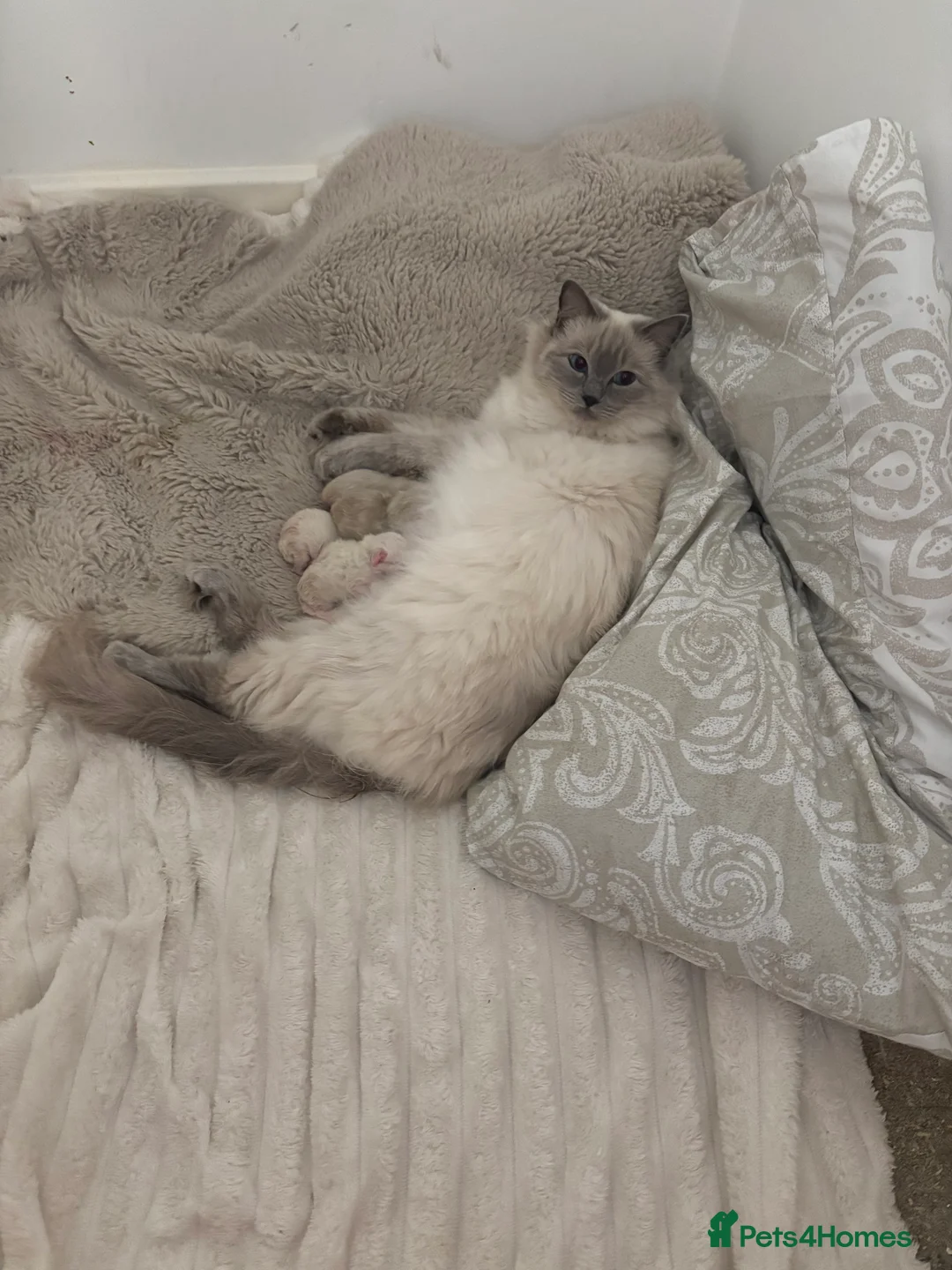 Ragdoll cats for sale: Ragdoll - Advert 1