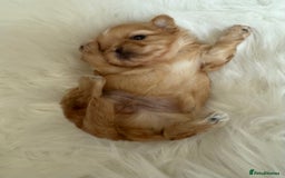 Shih Tzu dogs for sale: Stunning full Imperial Shih Tzu’s - Image 8