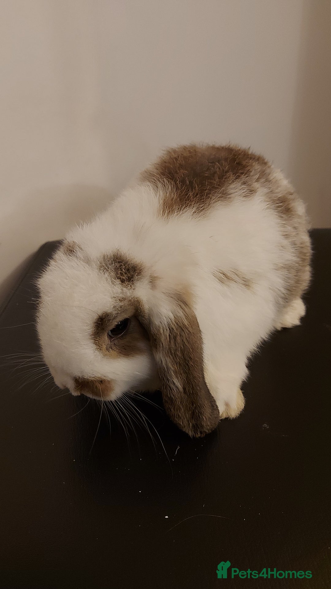 Mini Lion Lop rabbits for sale: Mini lops rabbit's  - Advert 4