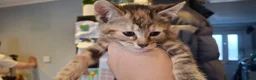 Mixed Breed cats for sale: Part bengal kittens - Advert 2