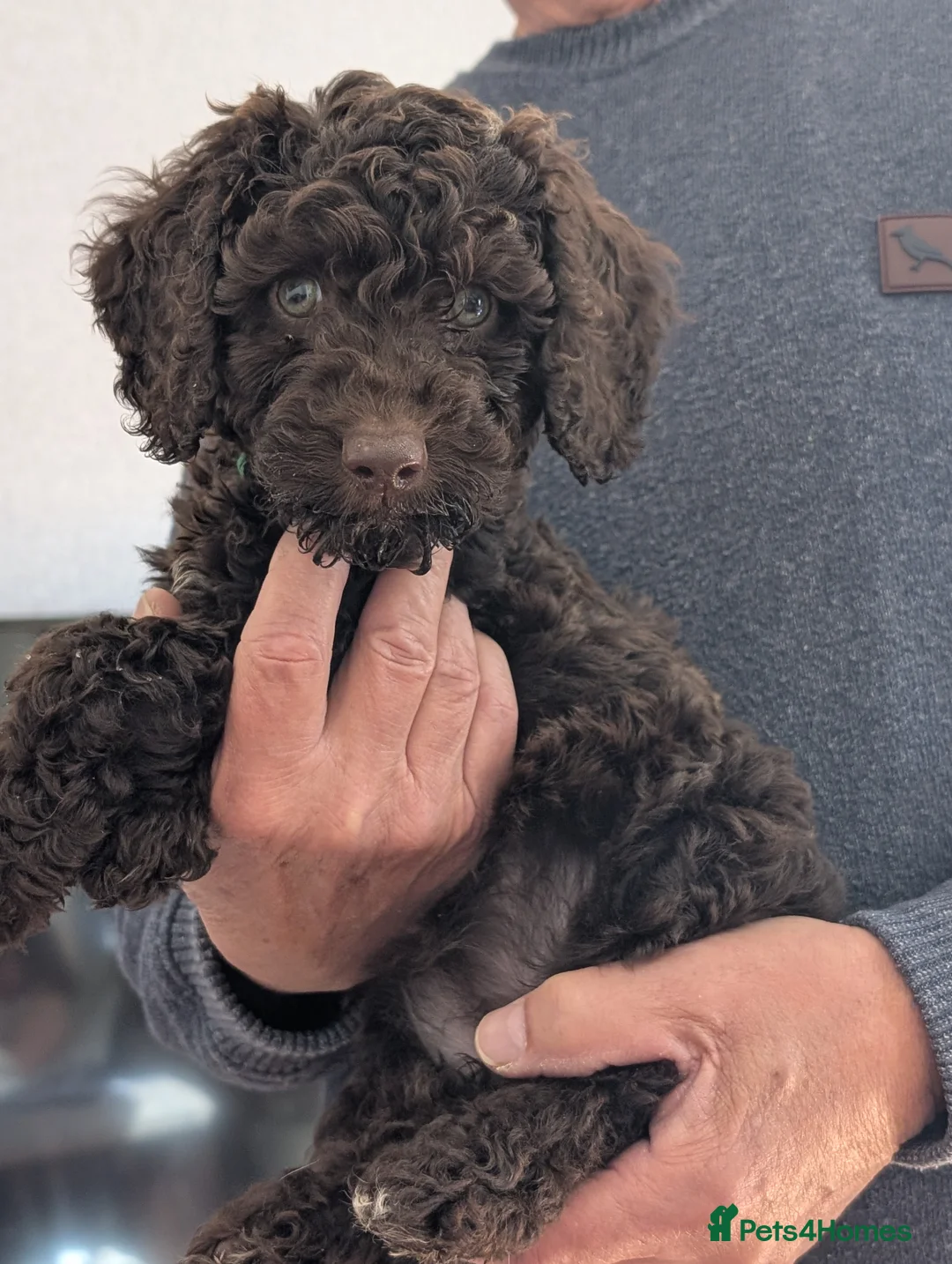 Cockapoo dogs for sale: Last pup of litter  - Advert 2