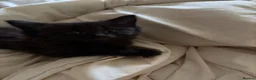 Mixed Breed cats for sale: 4 female kittens - Advert 4
