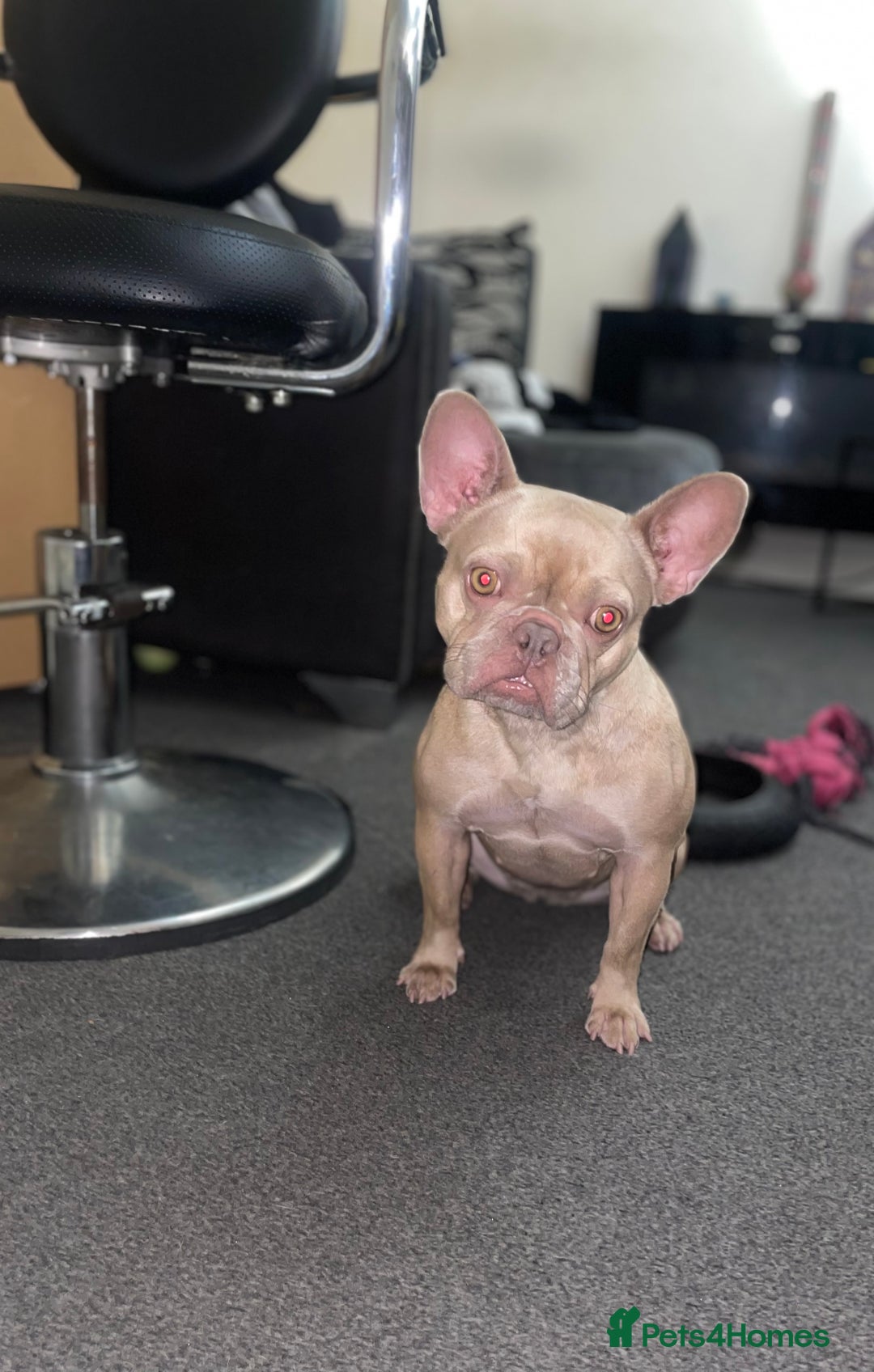 French Bulldog dogs for sale: Female Isabella French bulldog Kc registered  - Advert 6