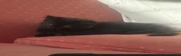 Mixed Breed cats for sale: 2 male kittens - Advert 5