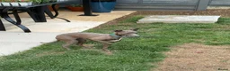 Italian Greyhound dogs for sale: Lovely Girl (8 months old) in Swindon - Advert 3