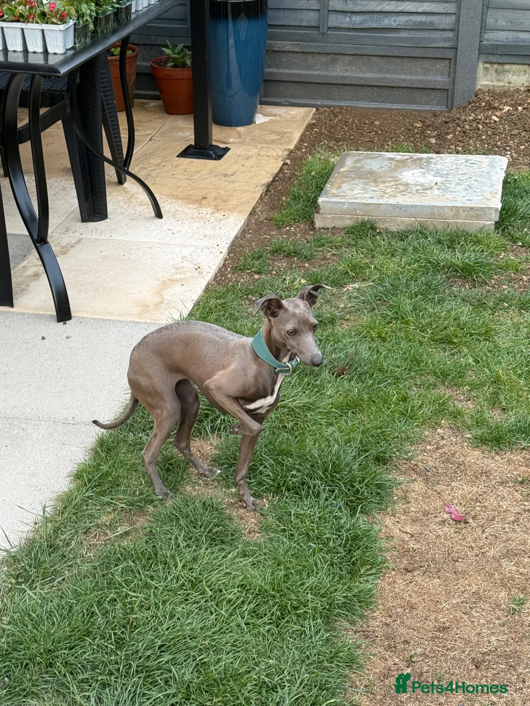 Italian Greyhound dogs for sale: Lovely Girl (8 months old) in Swindon - Advert 3