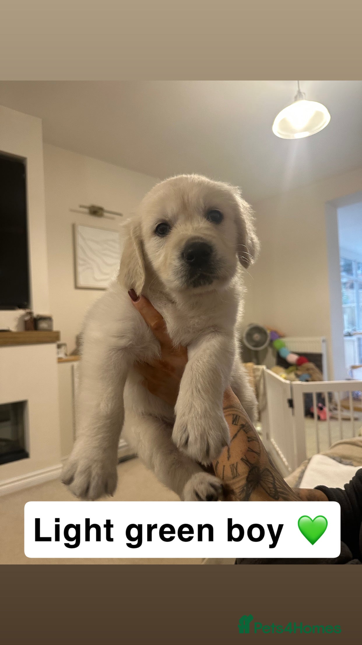 Golden Retriever dogs Beautiful kc reg cream golden retriever puppies - Advert 6