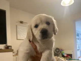 Golden Retriever dogs Beautiful kc reg cream golden retriever puppies - Advert 6