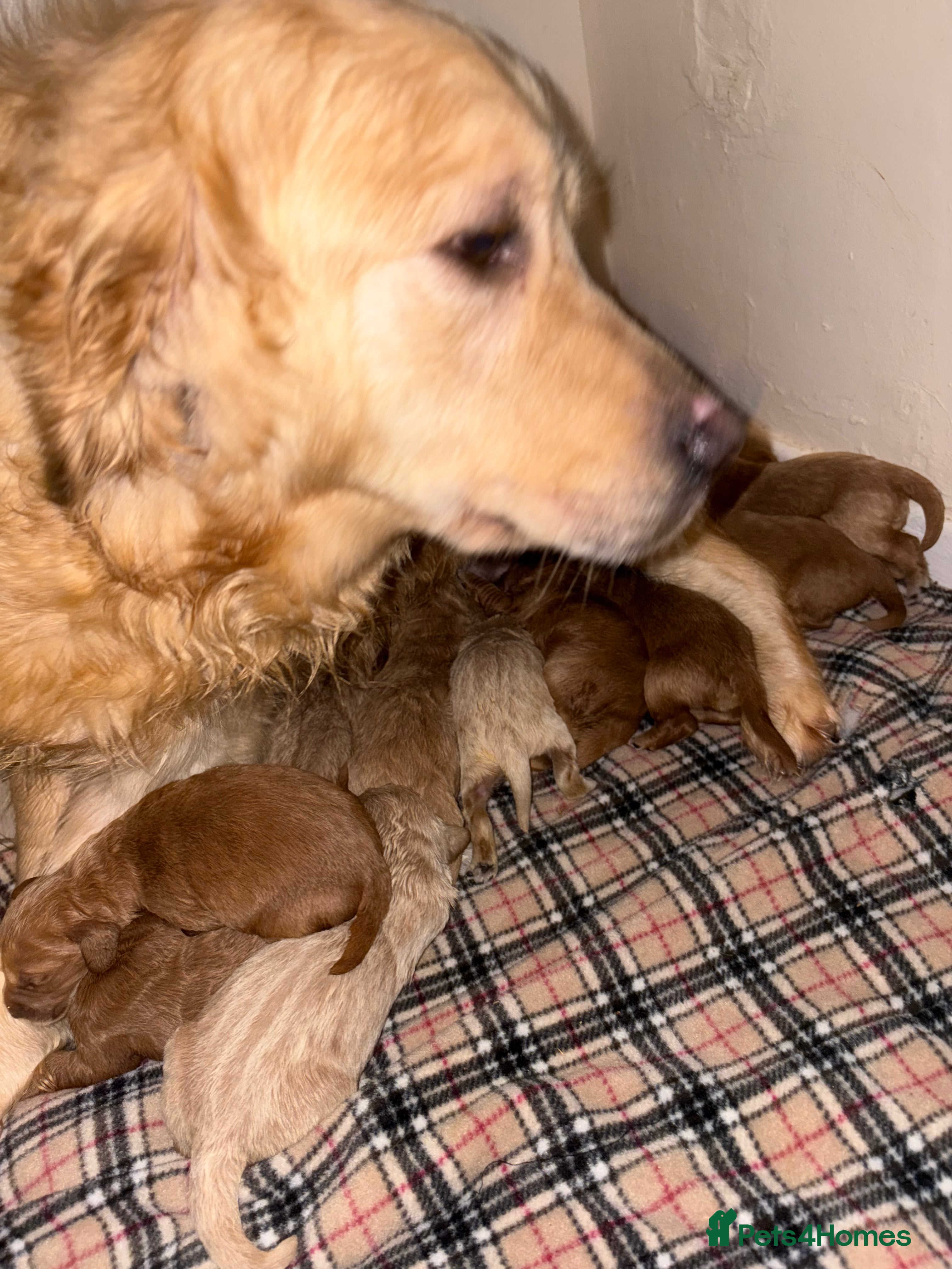 Mini Goldendoodle dogs Are Gorgeous golden doodle puppies 🐶 - Advert 2