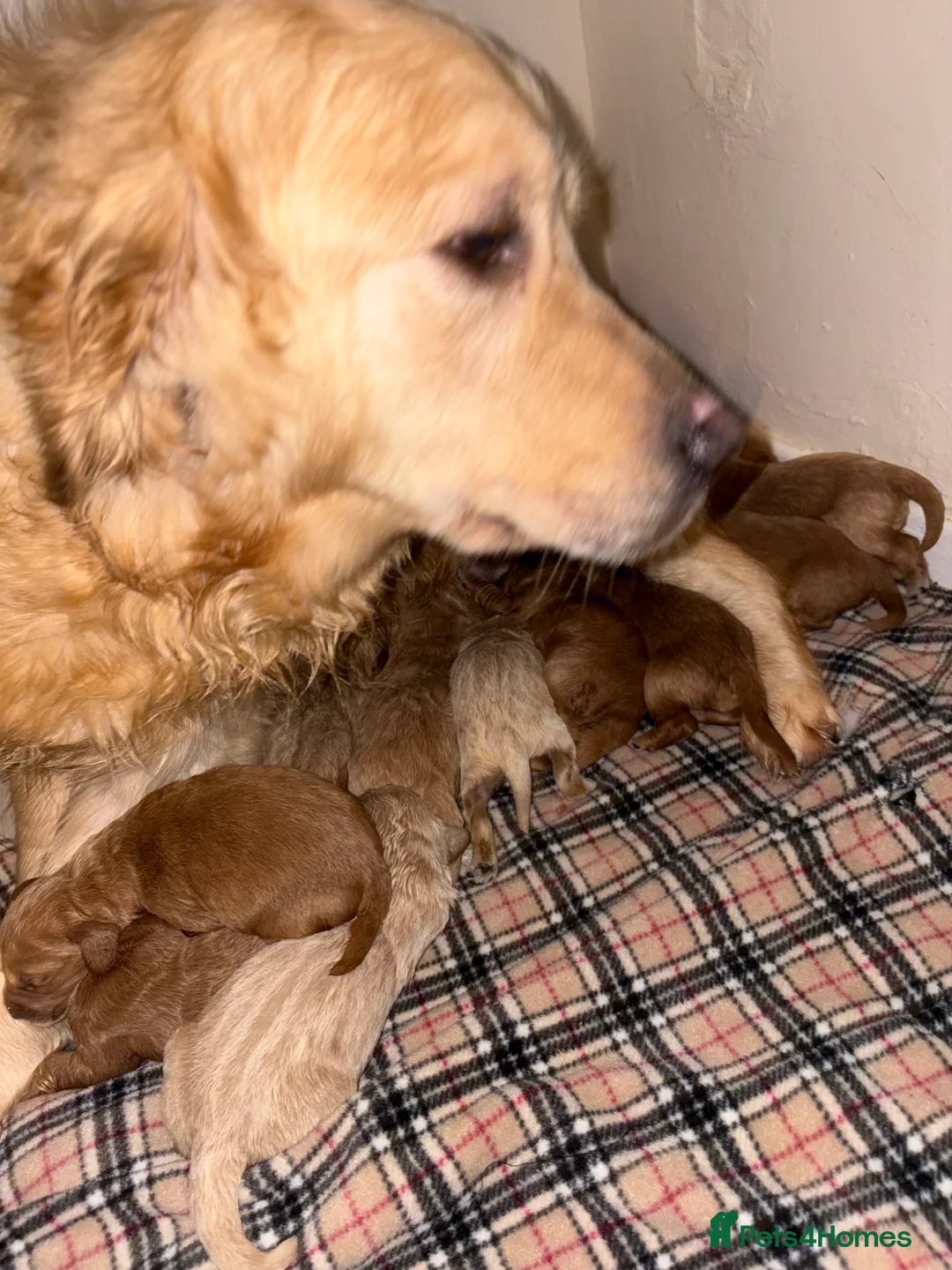 Mini Goldendoodle dogs for sale: Are Gorgeous golden doodle puppies 🐶 - Advert 13