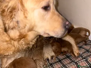 Mini Goldendoodle dogs Are Gorgeous golden doodle puppies 🐶 - Advert 1