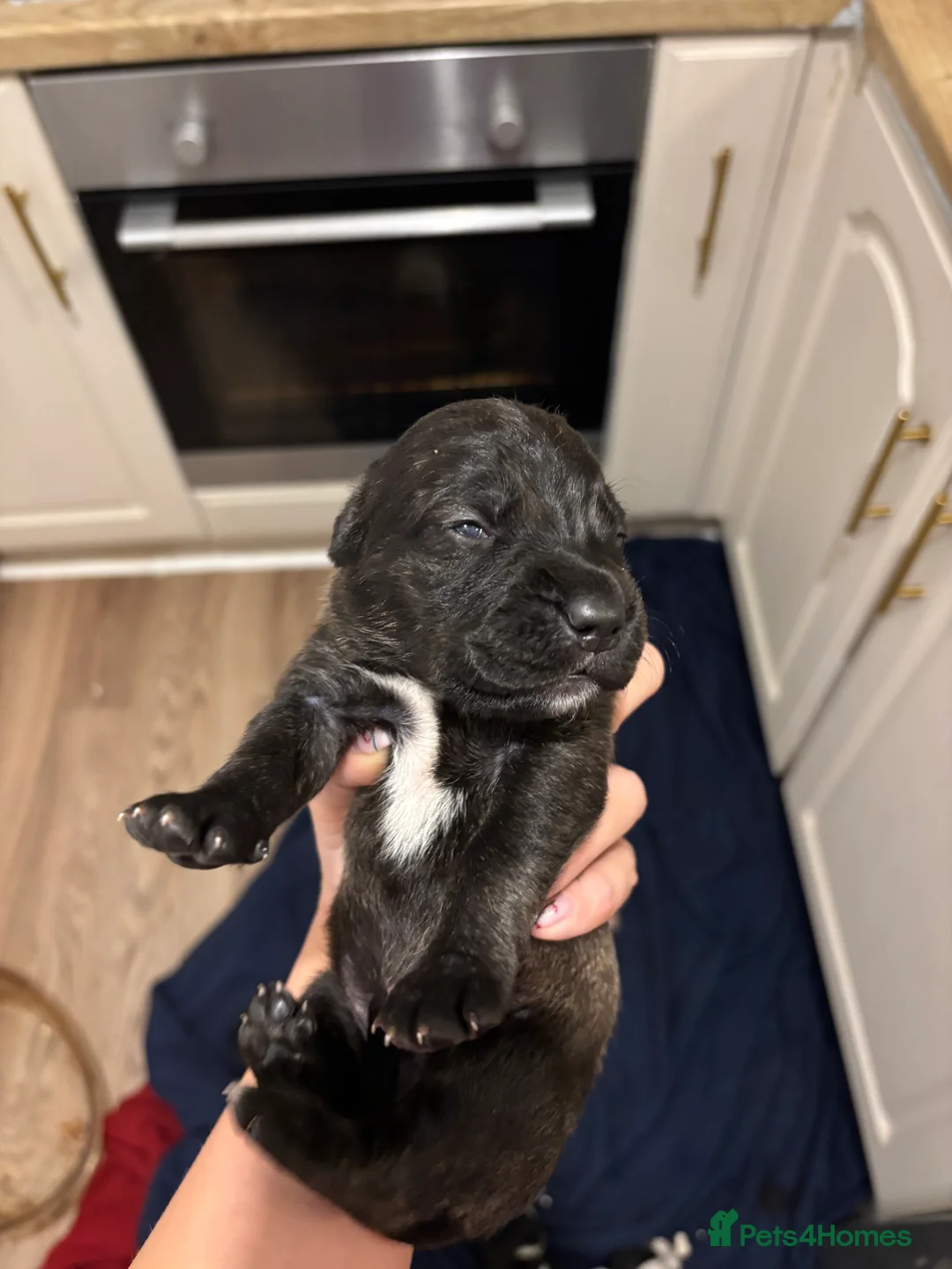 Mixed Breed dogs for sale: Spaniel x staffy puppies  - Advert 4