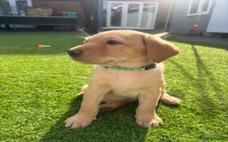 Labrador Retriever dogs for sale: Exceptional KC FTCH Working Labrador Pups - Image 22