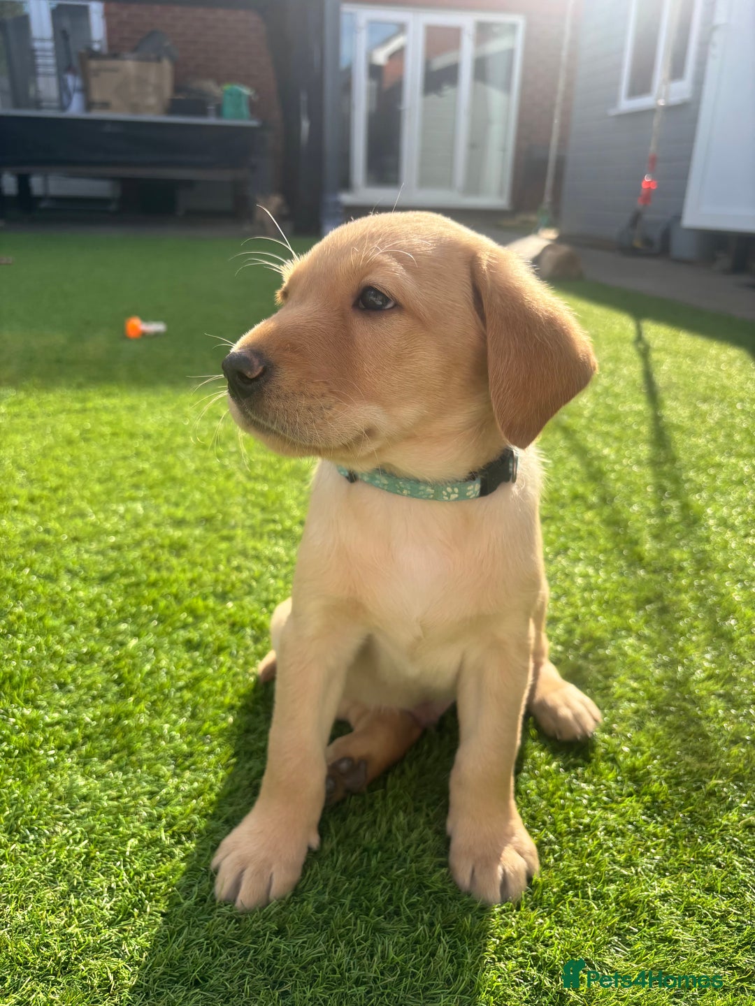 Labrador Retriever dogs for sale: Exceptional KC FTCH Working Labrador Pups - Image 22