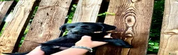 Labradoodle dogs for sale: Stunning Standard labradoodles f1   - Advert 14