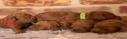 Cavapoo dogs for sale: F1b males 🐾 - Advert 7