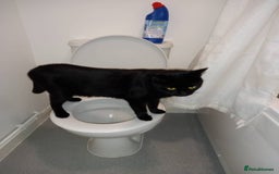 Domestic Shorthair cats for sale: Domestic Shorthair for Sale - Image 7