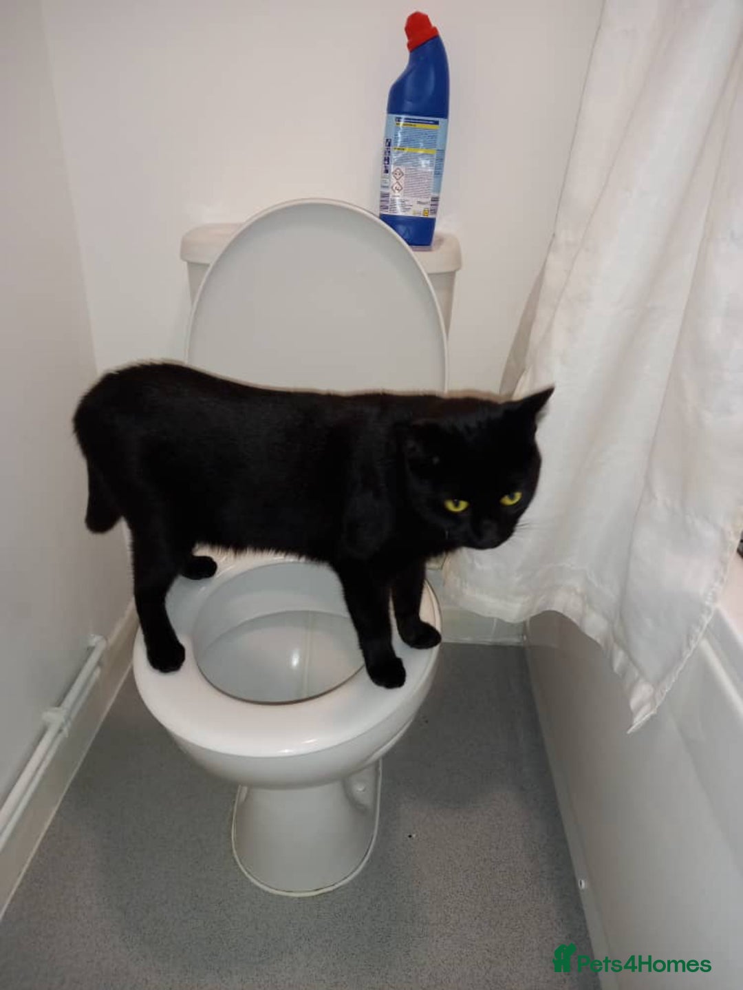 Domestic Shorthair cats for sale: Domestic Shorthair for Sale - Image 7