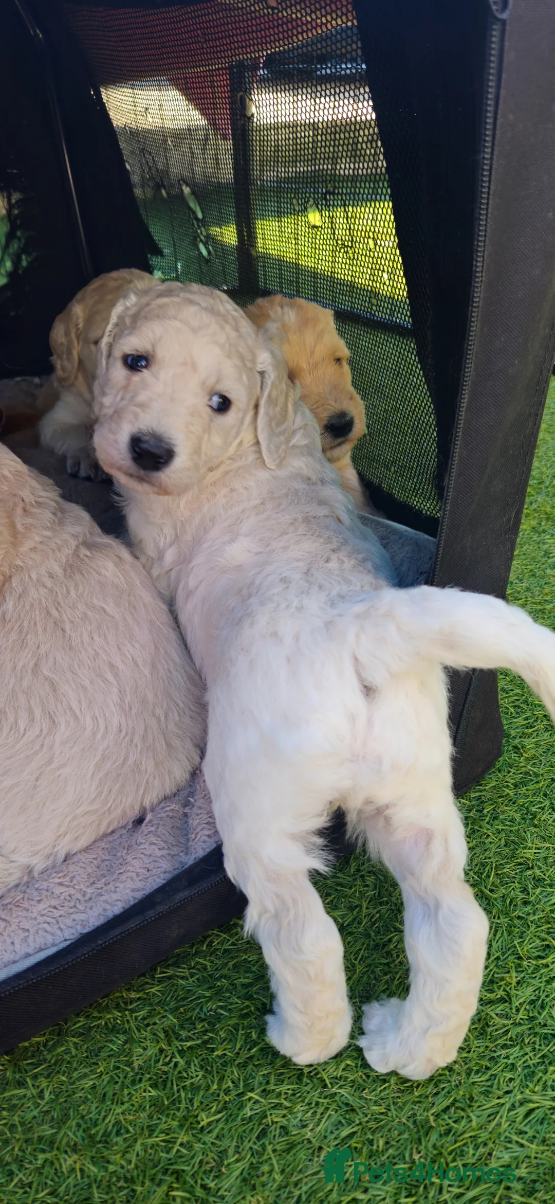 Double Doodle dogs for sale: Double Doodle Puppies (Hypoallergenic) - Advert 1