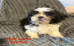Shih Tzu dogs for sale: Imperial shih-tzu puppy’s for sale  - Image 6