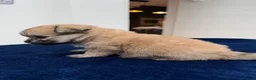 Maltipom dogs for sale: Multipom mojos for sale - Advert 19