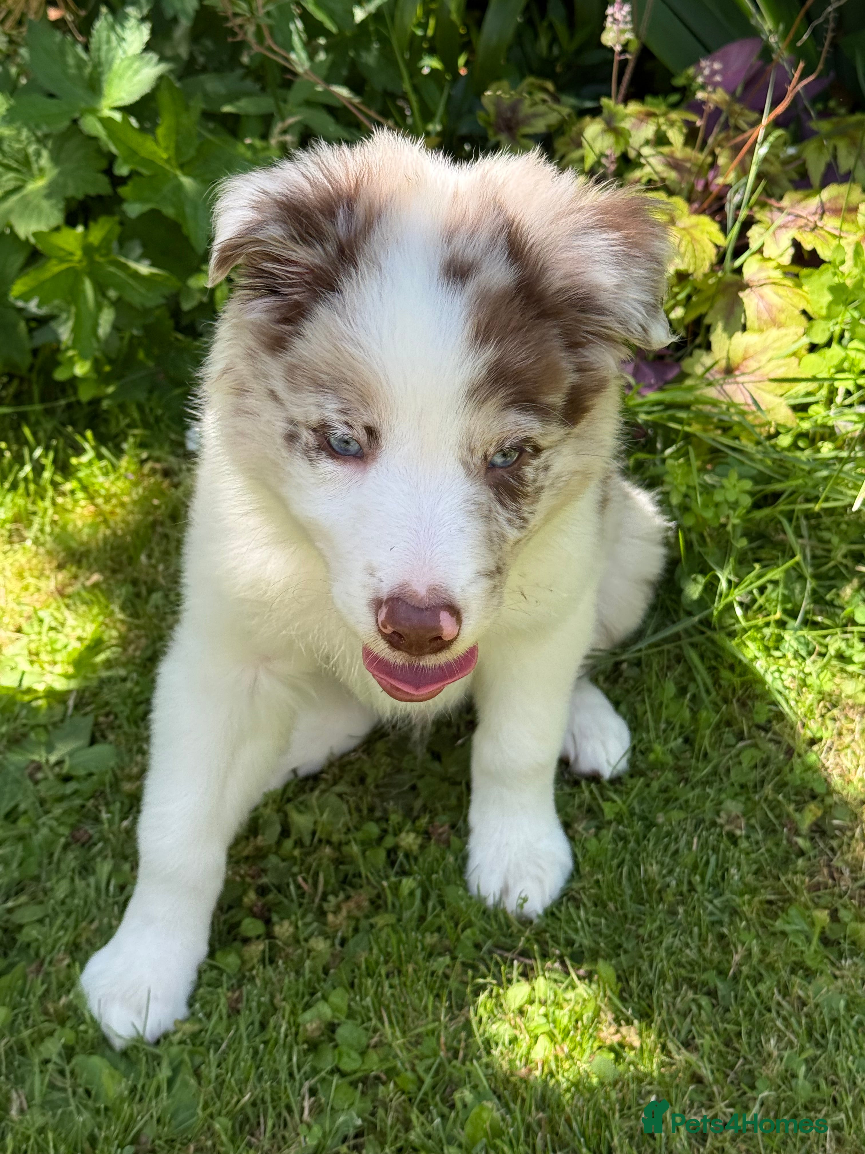 Border Collie dogs Litter of three striking Border Collie puppies  - Advert 1