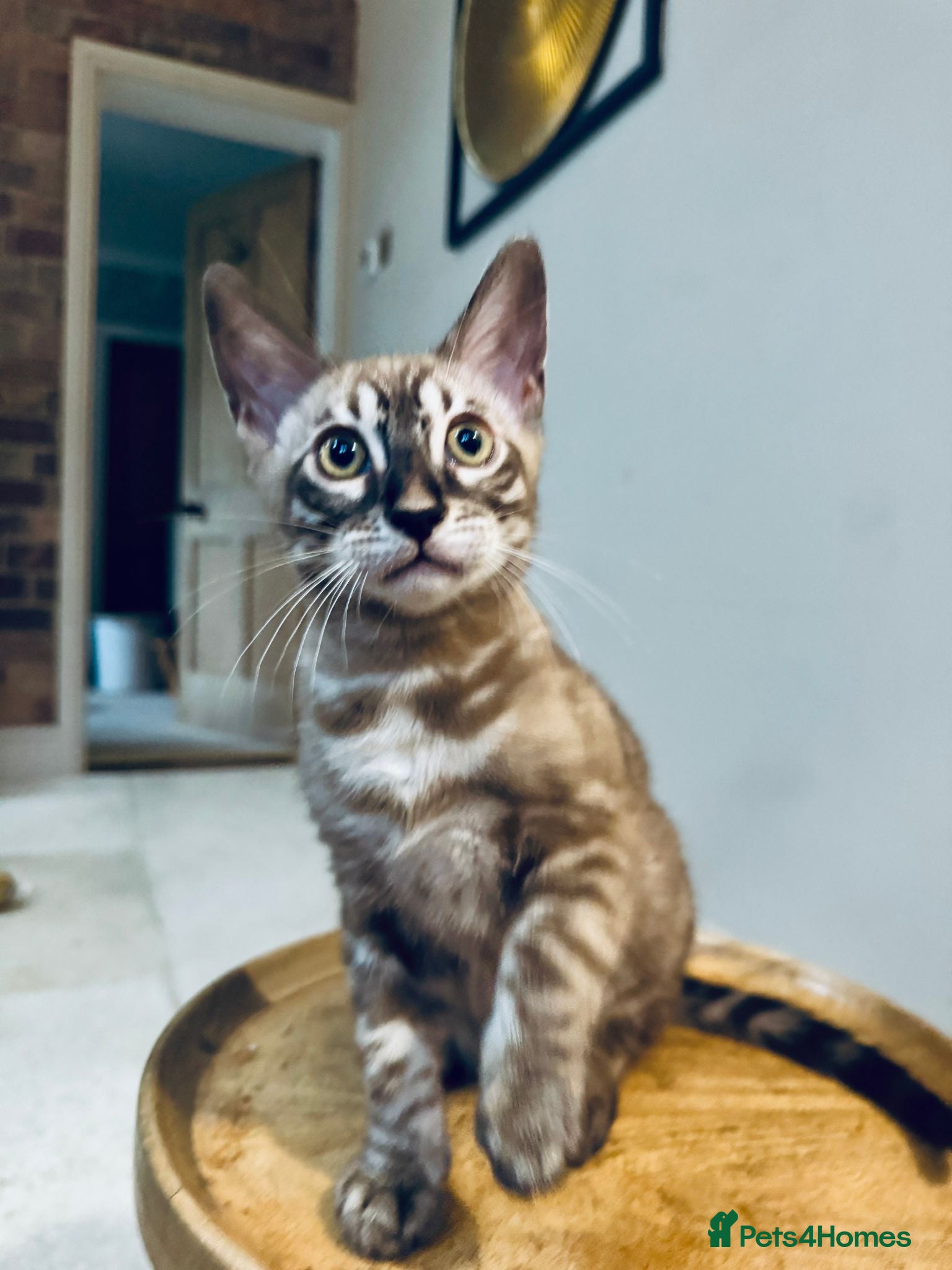 Bengal cats ⭐⭐⭐ Stunning Rare Charcoal Mink Bengal Kitten ⭐⭐⭐ - Advert 2